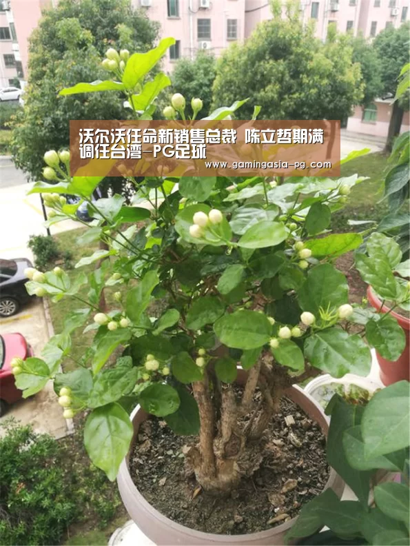 PG棋牌